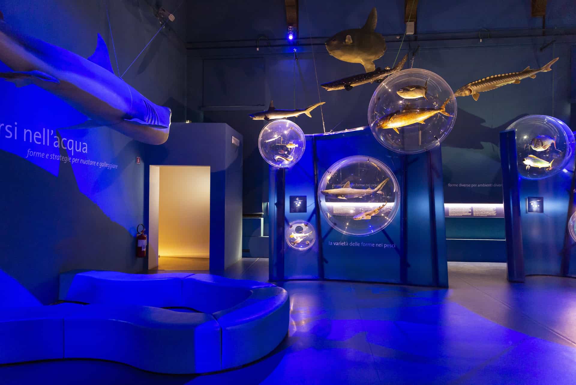 interieur musee histoire naturelle venise