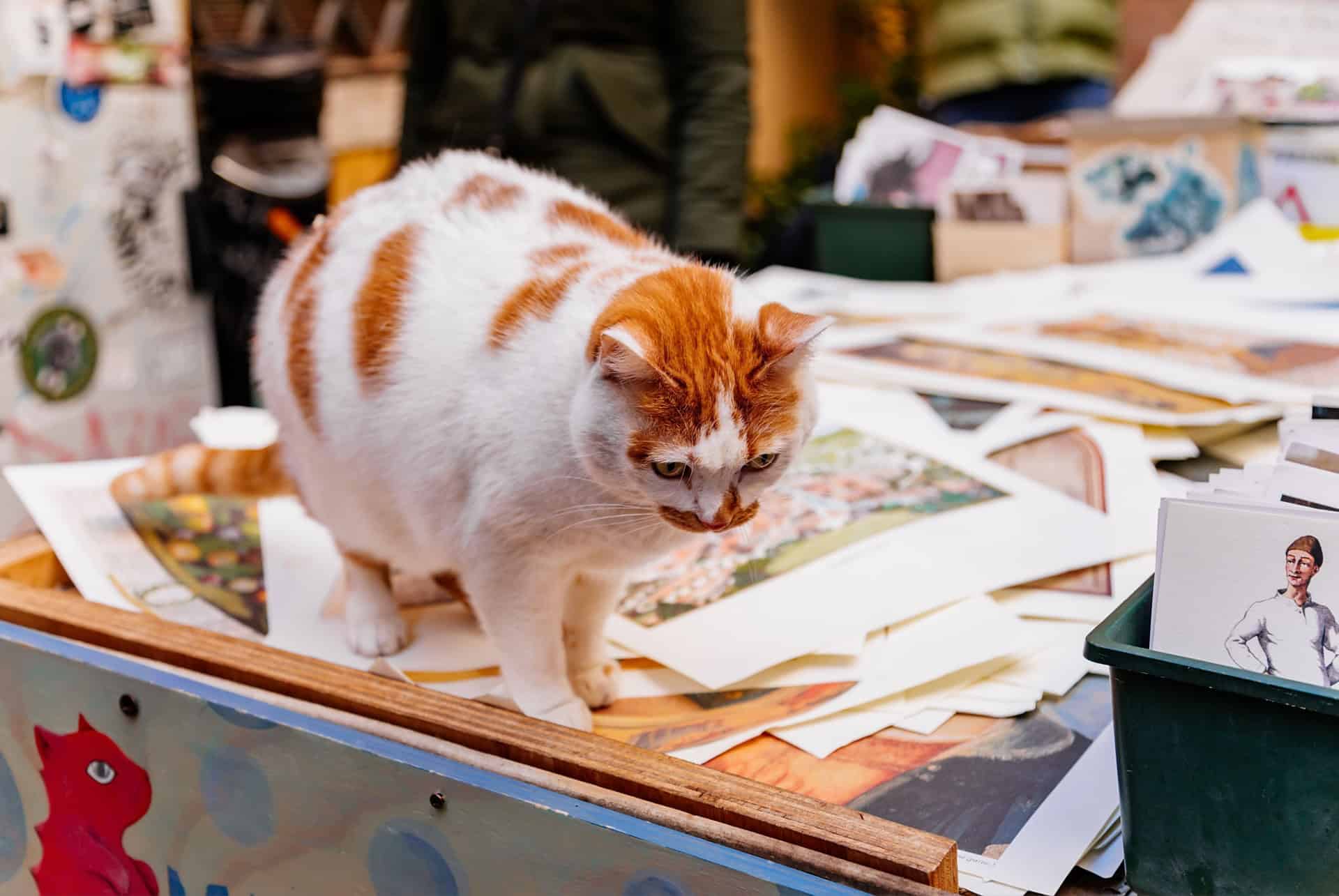 librairie acqua alta chat