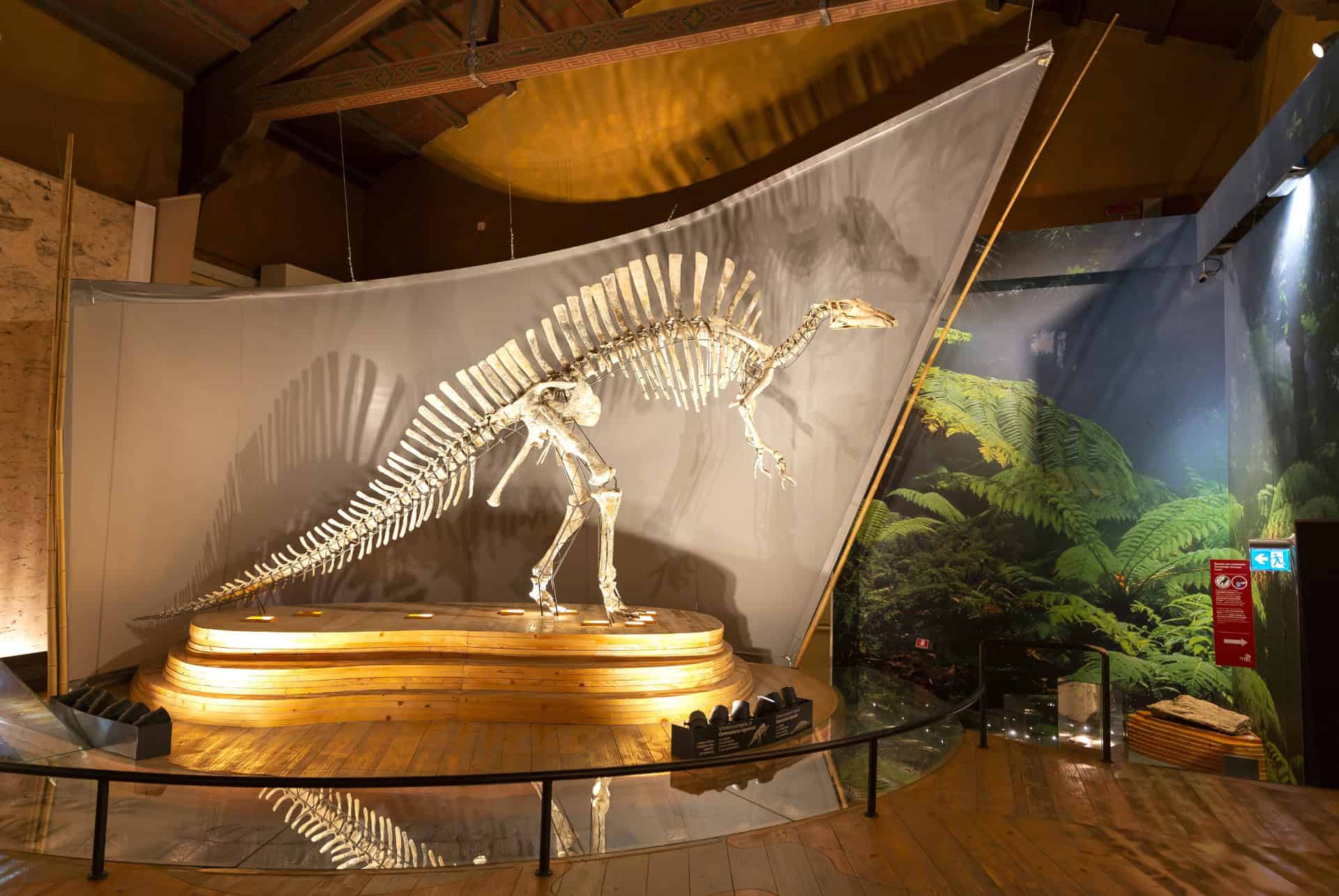 musee histoire natuerlle